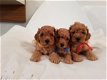 speelgoed poedel pups - 1 - Thumbnail