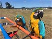 Blauw geel ara's van 2 jaar oud - 1 - Thumbnail