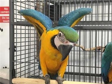 14 weken oud fluit blauwe en gouden papegaaien - 1