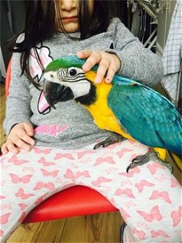 14 weken oud fluit blauwe en gouden papegaaien - 2