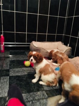 Cavalier King Charles Puppies - 1