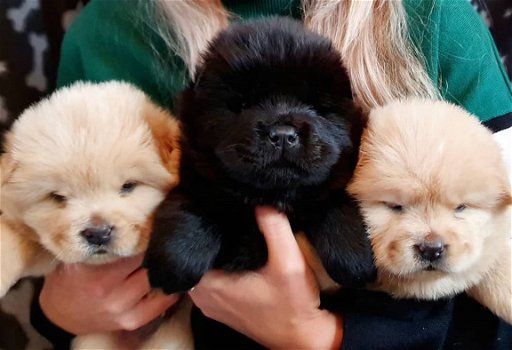 Chow Chow-puppy's - 1