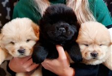 Chow Chow-puppy's