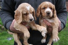 Cocker Spaniel puppy's