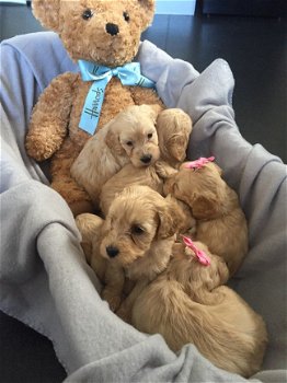 Cockapoo-puppy's - 1