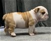 Engelse bulldog puppies - 1 - Thumbnail