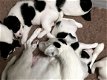 Draadharige Fox Terrier Pups - 1 - Thumbnail