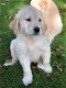 Golden Retriever-puppy's - 1 - Thumbnail