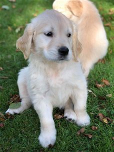 Golden Retriever-puppy's