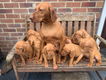 Hongaarse Vizsla-puppy's - 1 - Thumbnail