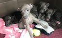 Italiaanse windhond pups - 1 - Thumbnail