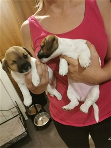 Jack Russell-puppy's