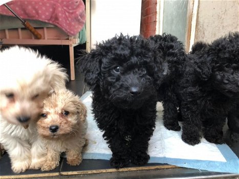 Labradoodles-puppy's - 1