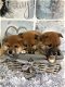 Shiba Inu-puppy's - 1 - Thumbnail