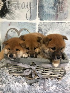 Shiba Inu-puppy's