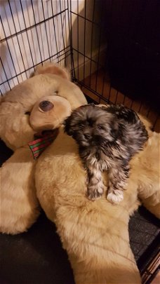 Lhasa Apso-puppy's