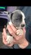 Mastiff-puppy's - 1 - Thumbnail