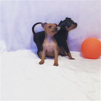 Miniatuur pinscher-puppy's - 1