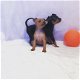 Miniatuur pinscher-puppy's - 1 - Thumbnail