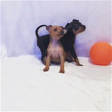 Miniatuur pinscher-puppy's