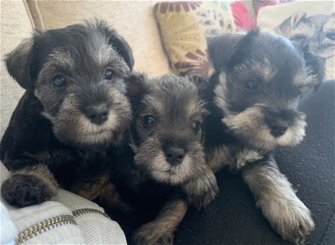 Miniatuur Schnauzer-puppy's - 1