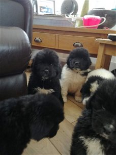 Newfoundland-puppy's