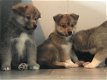 Pomsky-puppy's - 1 - Thumbnail