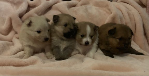 Pomaranian Puppies - 1