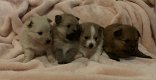 Pomaranian Puppies - 1 - Thumbnail
