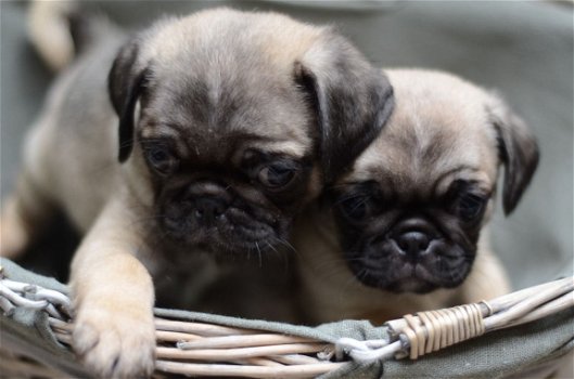 Pug puppy's - 1