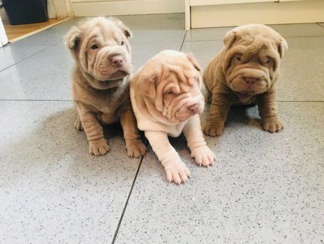 Shar Pei-puppy's - 1