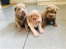 Shar Pei-puppy's