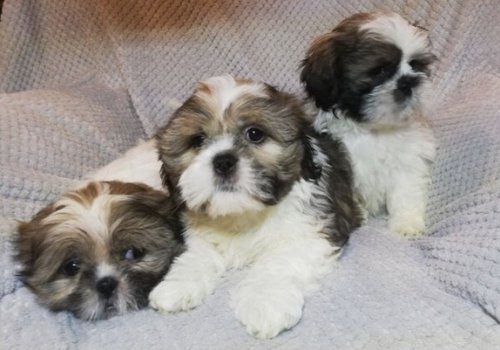 Shih Tzu-puppy's - 1