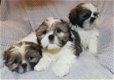 Shih Tzu-puppy's - 1 - Thumbnail