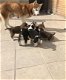 Siberische Husky Pups - 1 - Thumbnail