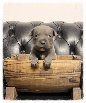 Blauwe Staffordshire Bull Terrier-pups - 1