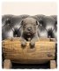 Blauwe Staffordshire Bull Terrier-pups - 1 - Thumbnail