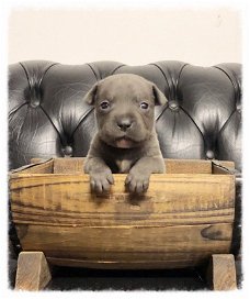 Blauwe Staffordshire Bull Terrier-pups