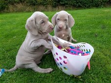 Blauwe Weimaraner-puppy's