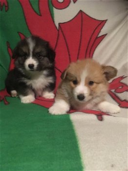 Prachtige Pembrokeshire Corgi-puppy's - 1