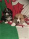 Prachtige Pembrokeshire Corgi-puppy's - 1 - Thumbnail