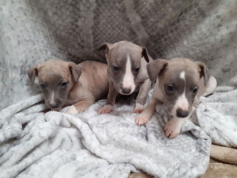 Whippet-puppy's - 1