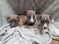 Whippet-puppy's