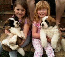 Sint Bernard puppy's