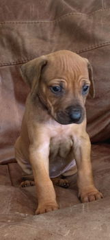 Rhodesian Ridgebacks-puppy's - 1