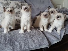 Fantastisch mooi ragdollkatje.