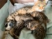 Bengaalse Kittens - 1 - Thumbnail