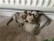 Mooie Birmaanse Kittens - 1 - Thumbnail