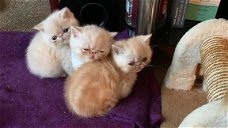 Exotische Kittens