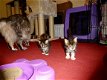 Mooie Maine Coon-katjes - 1 - Thumbnail